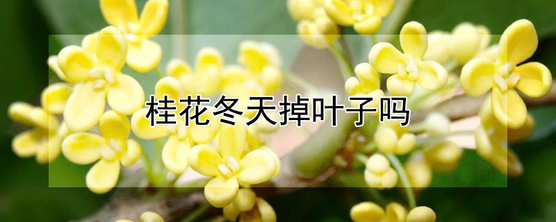 桂花冬天掉叶子吗