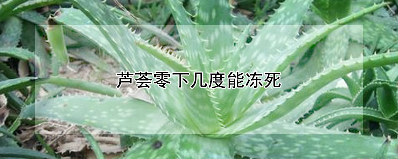 芦荟零下几度能冻死