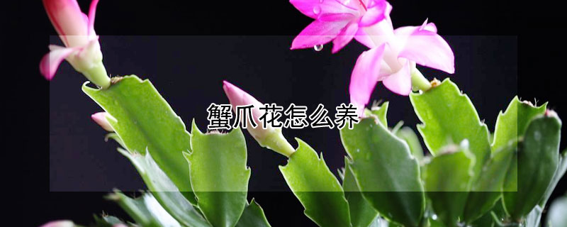 蟹爪花怎么养（蟹爪兰怎么养好）