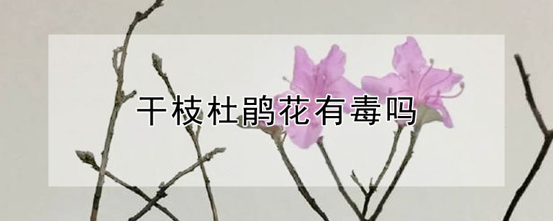 干枝杜鹃花有毒吗