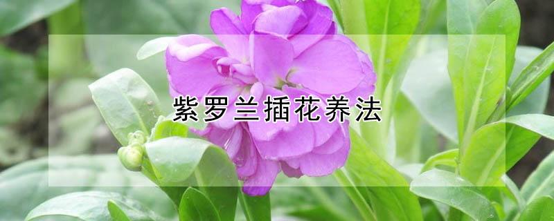紫罗兰插花养法（紫罗兰花繁殖方法叶插）