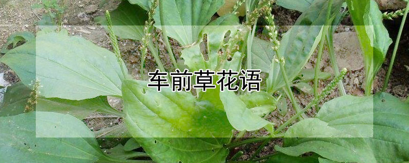 车前草花语