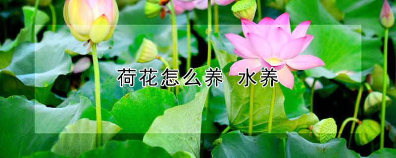 荷花怎么养 水养