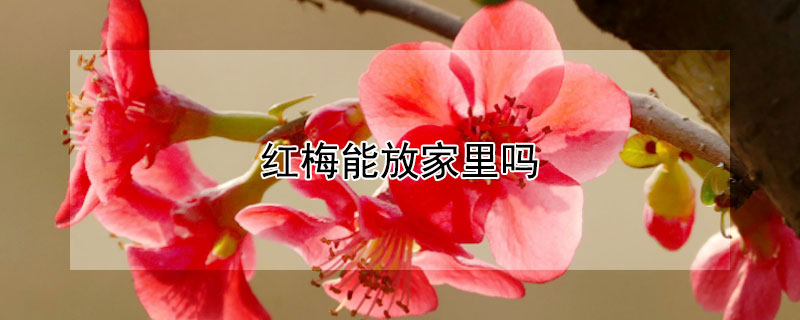 红梅能放家里吗