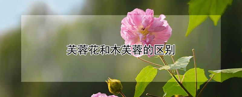 芙蓉花和木芙蓉的区别