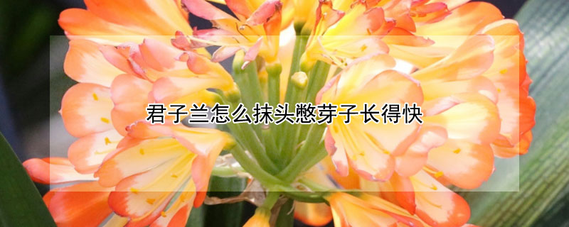 君子兰怎么抹头憋芽子长得快