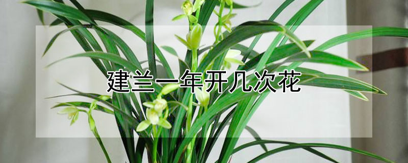 建兰一年开几次花