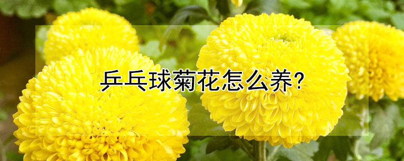 乒乓球菊花怎么养?