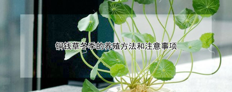 铜钱草冬季的养殖方法和注意事项（铜钱草夏天的养殖方法和注意事项）