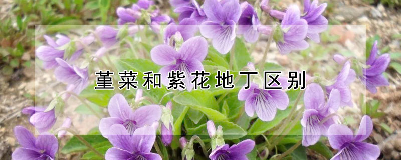 堇菜和紫花地丁区别（地丁与堇菜的区别）