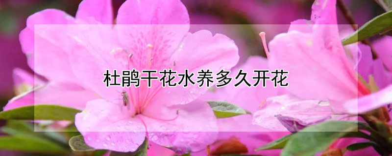 杜鹃干花水养多久开花