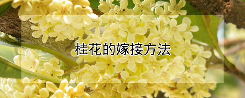 桂花的嫁接方法