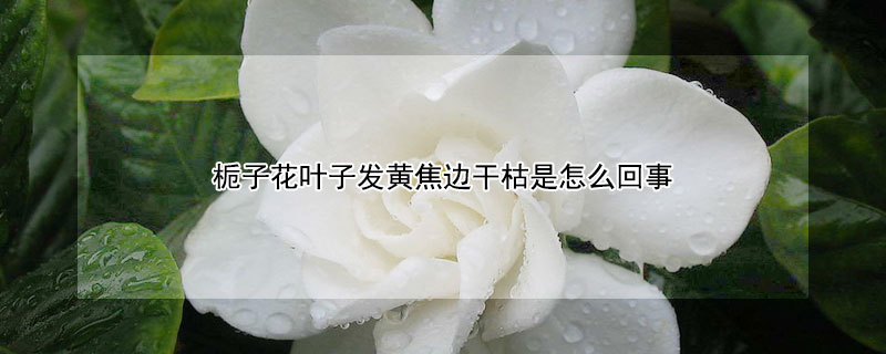 栀子花叶子发黄焦边干枯是怎么回事