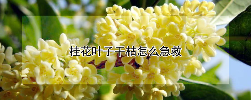 桂花叶子干枯怎么急救