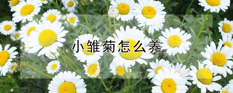 小雏菊怎么养