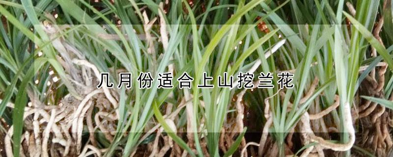 几月份适合上山挖兰花