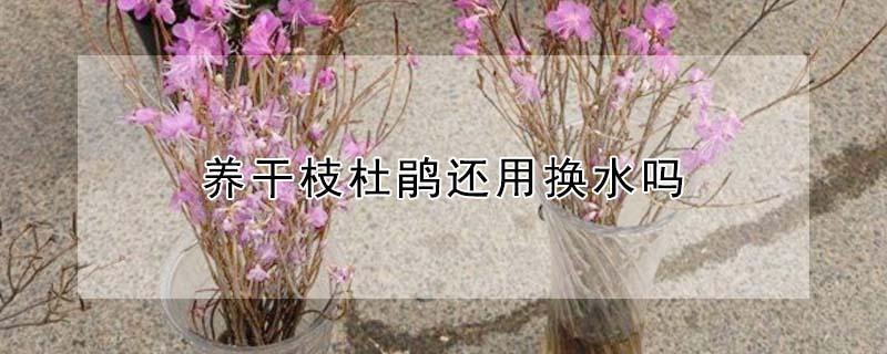 养干枝杜鹃还用换水吗