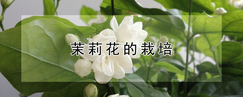 茉莉花的栽培