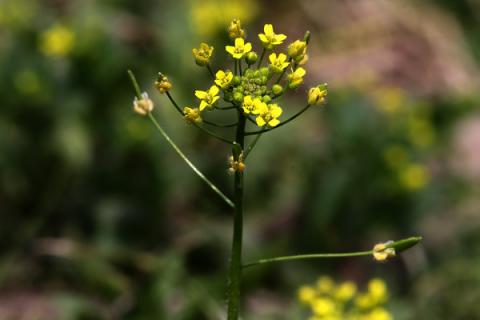 小米花花语是什么意思