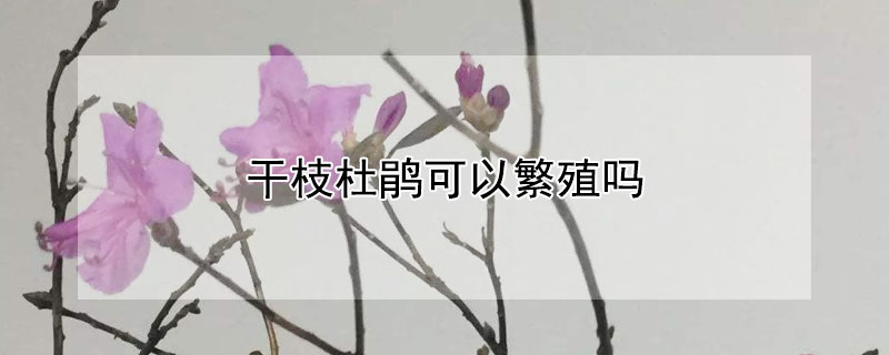 干枝杜鹃可以繁殖吗