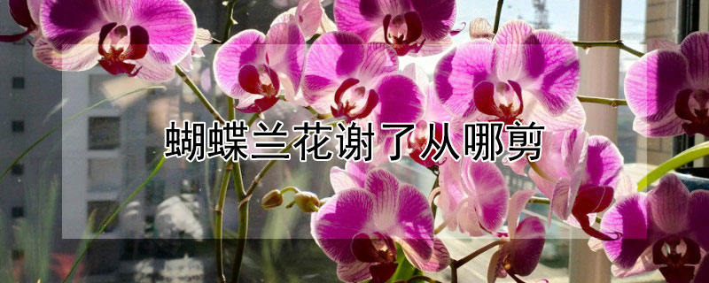 蝴蝶兰花谢了从哪剪（蝴蝶兰花谢了怎么修剪）