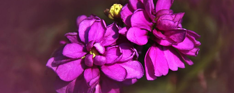 紫罗兰花卉怎样养