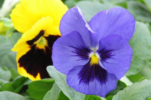 紫罗兰在什么季节开花