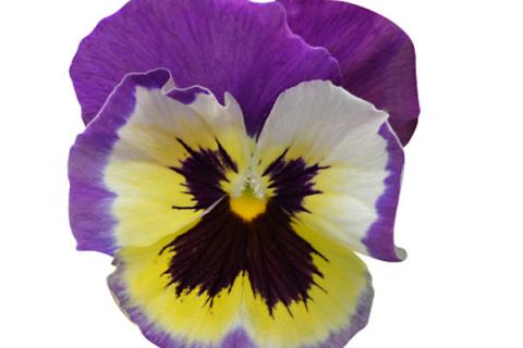 紫罗兰室内养殖方法