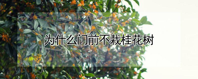 为什么门前不栽桂花树