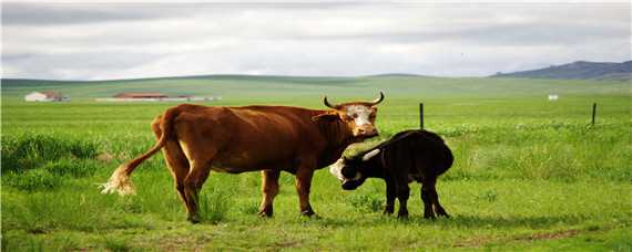 牛为什么要长牛角 牛都长角吗