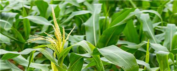 玉米最晚几月份种 玉米最晚几月份种天津