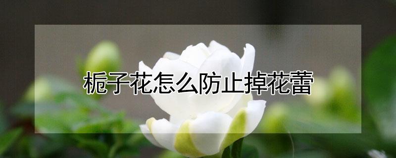 栀子花怎么防止掉花蕾