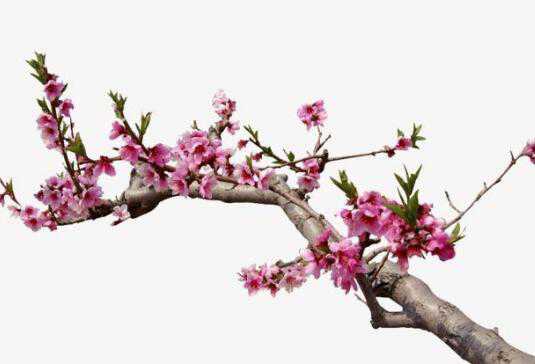桃树枝的功效与作用，桃树枝的副作用