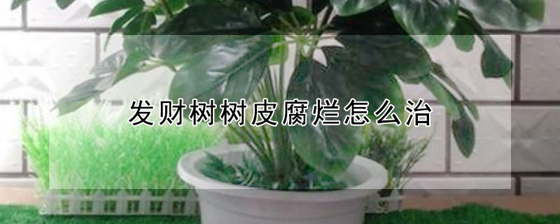 发财树树皮腐烂怎么治