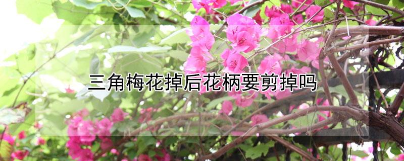 三角梅花掉后花柄要剪掉吗 三角梅花落后花枝需不需要剪掉