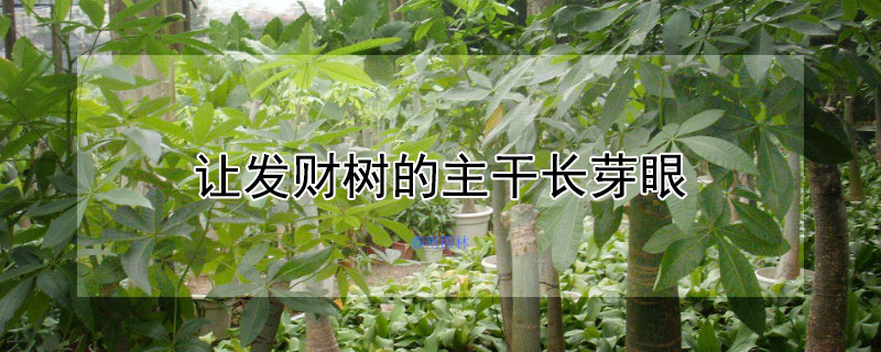 让发财树的主干长芽眼 发财树树根发芽