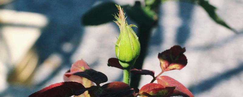 月季花苞期施什么肥 月季花苞期用什么肥