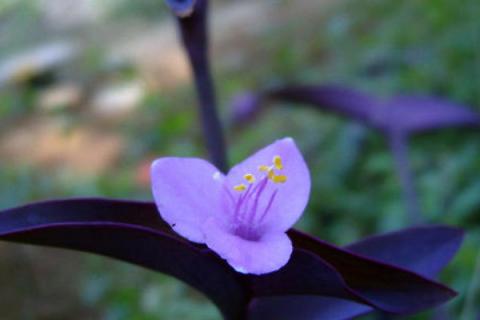 紫罗兰花怎么养在花瓶里