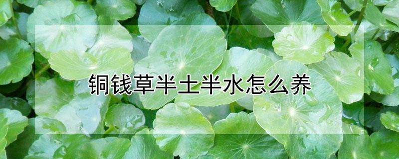 铜钱草半土半水怎么养