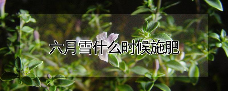 六月雪什么时候施肥