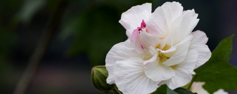 芙蓉花如何换盆浇水养护