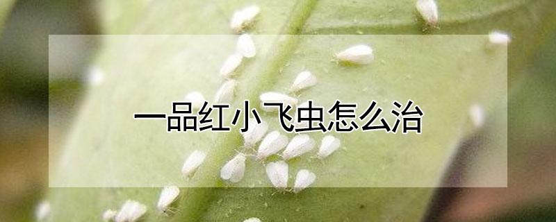 一品红小飞虫怎么治