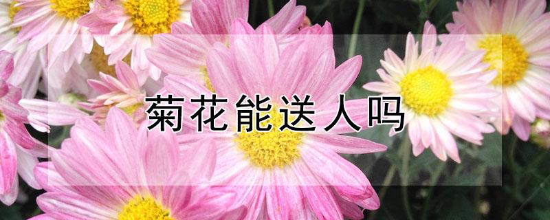 菊花能送人吗