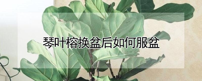 琴叶榕换盆后如何服盆