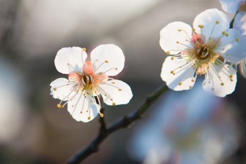 梅花夏天怕热吗