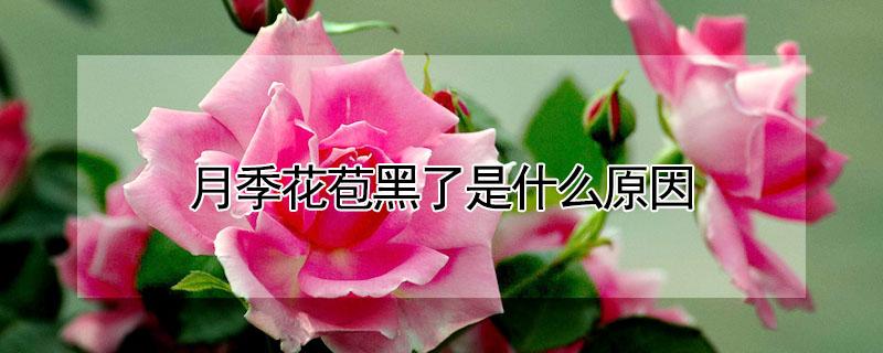 月季花苞黑了是什么原因 月季花花苞萎蔫发黑