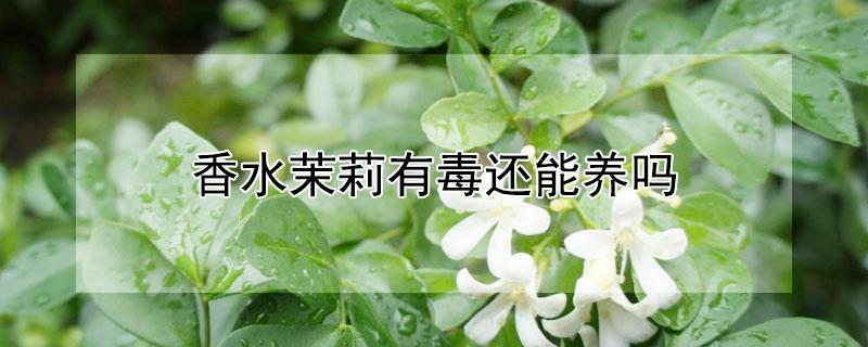 香水茉莉有毒还能养吗