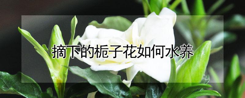 摘下的栀子花如何水养