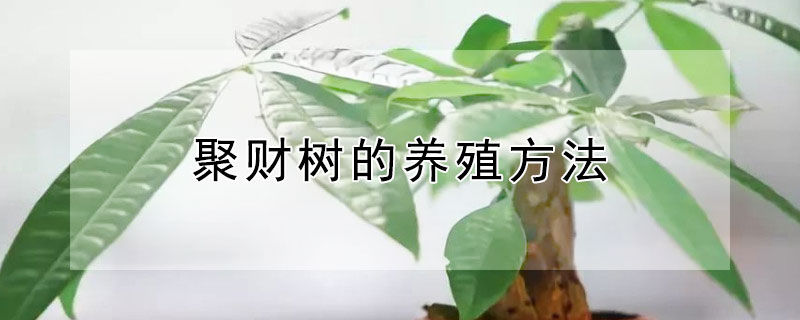 聚财树的养殖方法