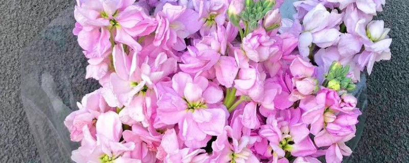 紫罗兰花束养护方法 紫罗兰鲜花怎么养护